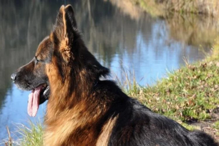ABD'de koronavirüse yakalanan ilk köpek öldü