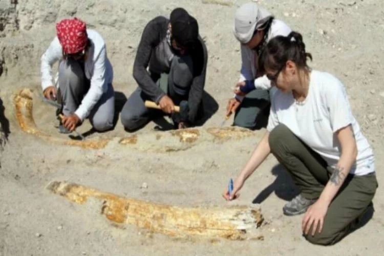 Kayseri'de 7,5 milyon yıllık 2 fosil daha bulundu