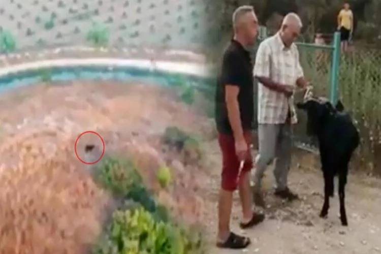 Antalya'da kayıp kurbanlık keçi dronela bulundu