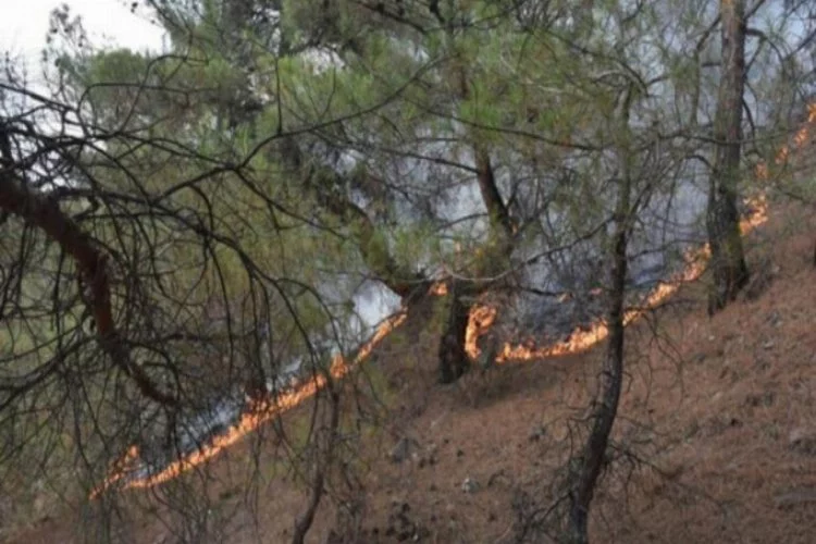 İki ilçede korkutan orman yangını