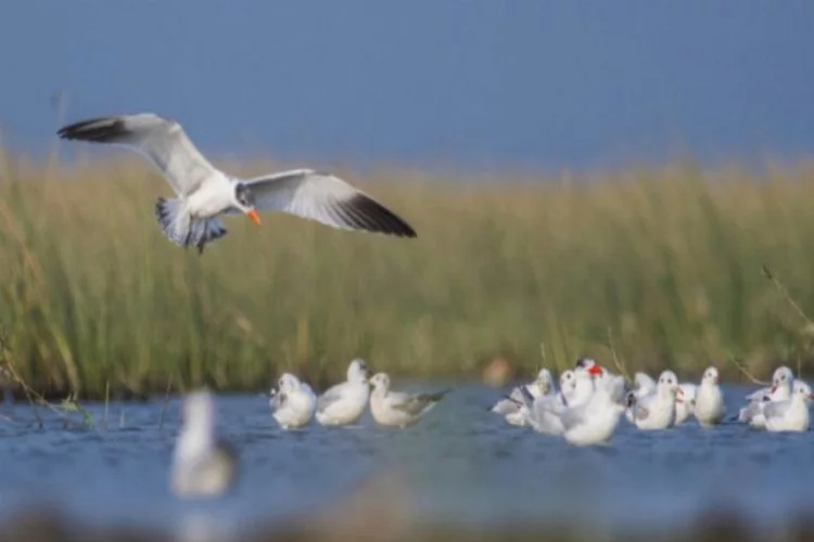 Bursa'da göç yolundaki kuşların renkli görüntüleri