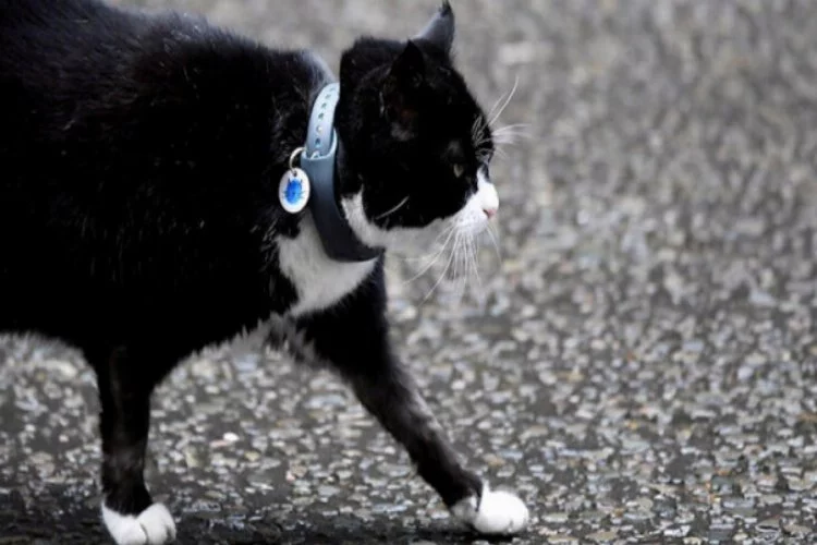 Diplomat kedi İngiltere Dışişleri Bakanlığı'ndan emekli oldu!