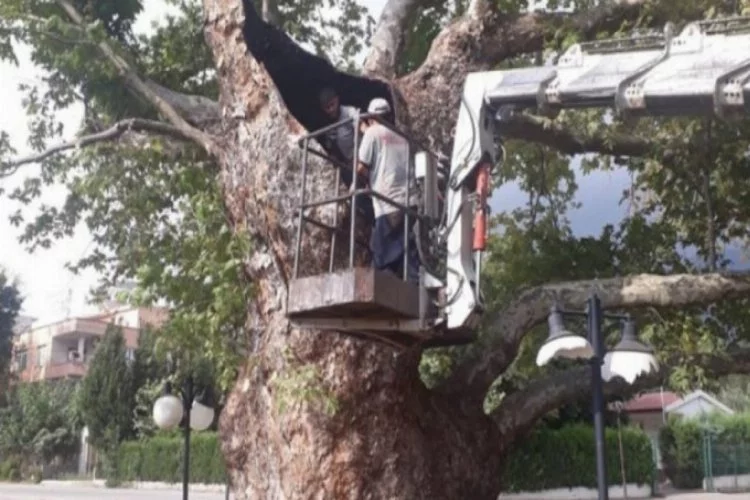 600 yıllık tarihi çınar ağacı tedavi edildi