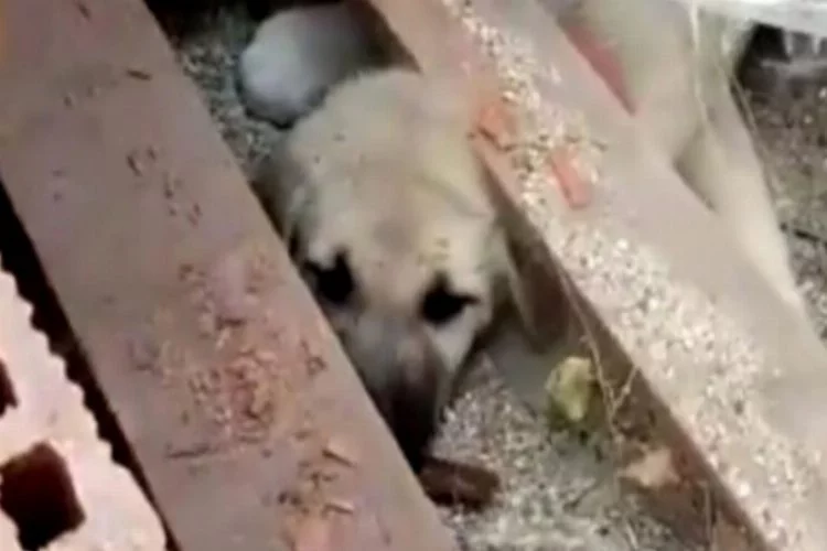 Tuğla yığını arasına sıkışan köpek yavrusu 2 saatte kutarıldı