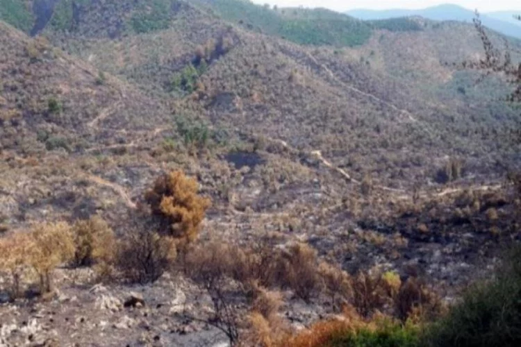 Milas'ta 50 hektar tarım ve orman arazisi yandı