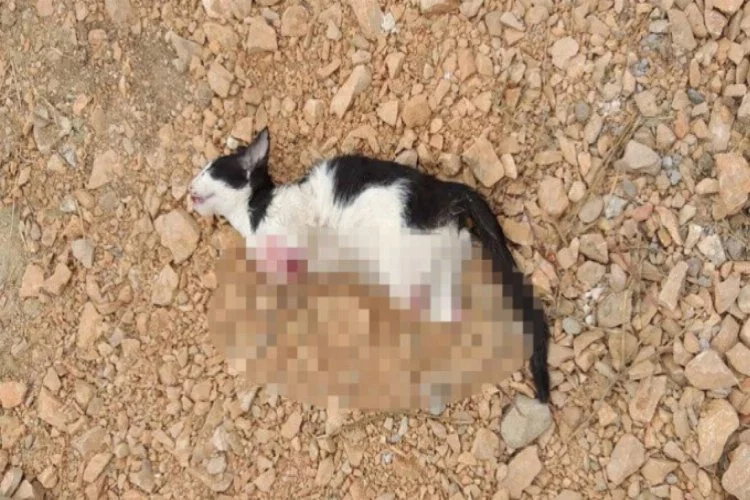 Bursa'da vahşet: Yavru kedinin ayaklarını kesip öldürdüler!