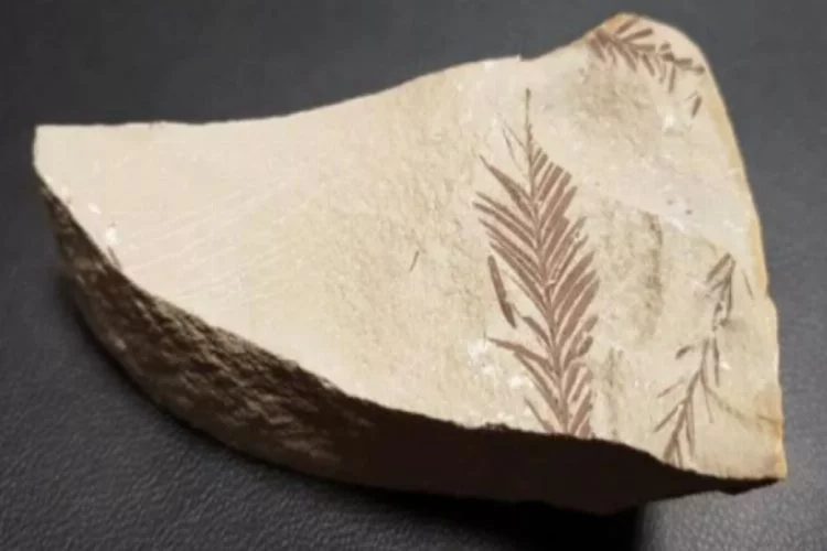 65 milyon yıllık bitki fosili bulundu