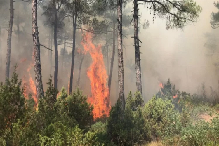 Bursa'daki orman yangınında 5 dönüm alan zarar gördü