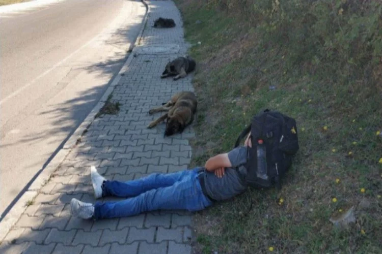 Uyuya kaldı, sokak köpekleri korudu!