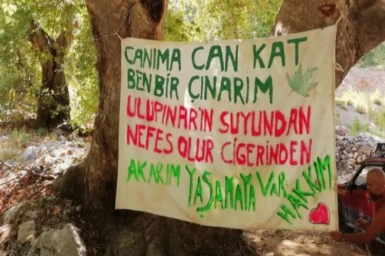 Asırlık ağaçlara karşı vatandaştan nöbet çağrısı!