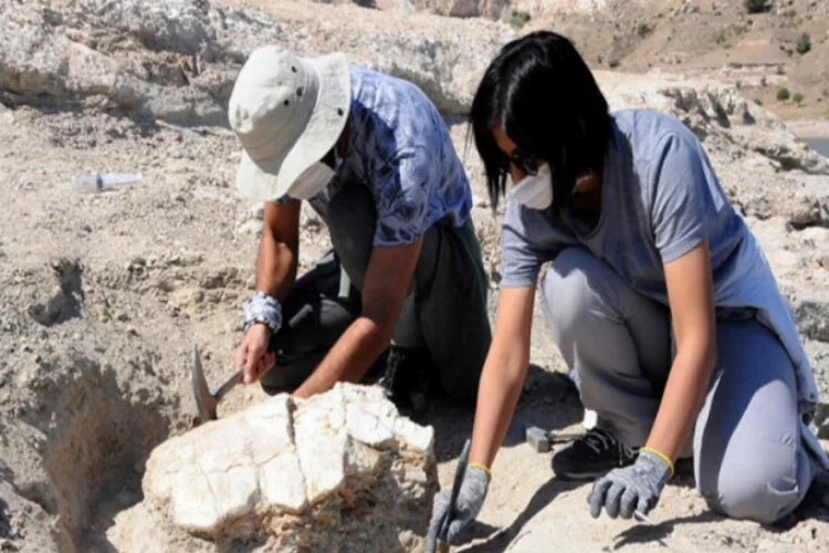Kayseri'de 7,5 milyon yıllık kaplumbağa fosili bulundu