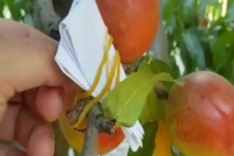 Bursa'da yediği meyvenin parasını ağaca astı!