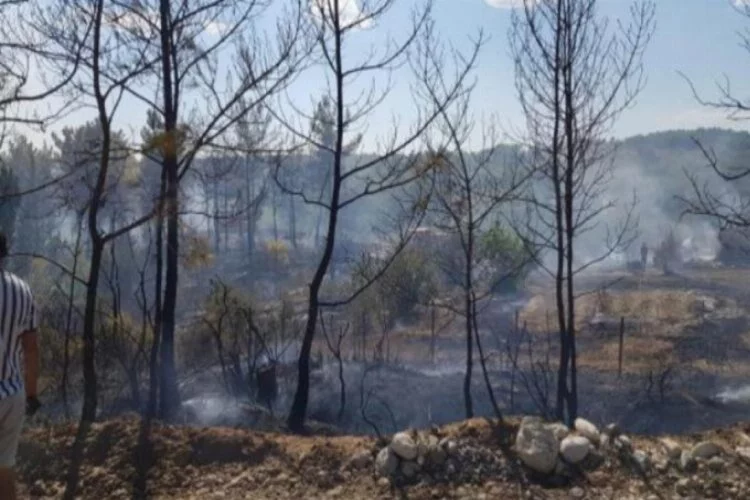 Söndürülmeyen mangal ateşi, ormanı yaktı