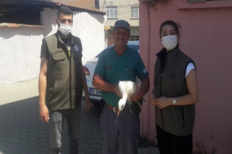 Bursa'da tarlada bulunan yaralı yavru leylek tedaviye alındı
