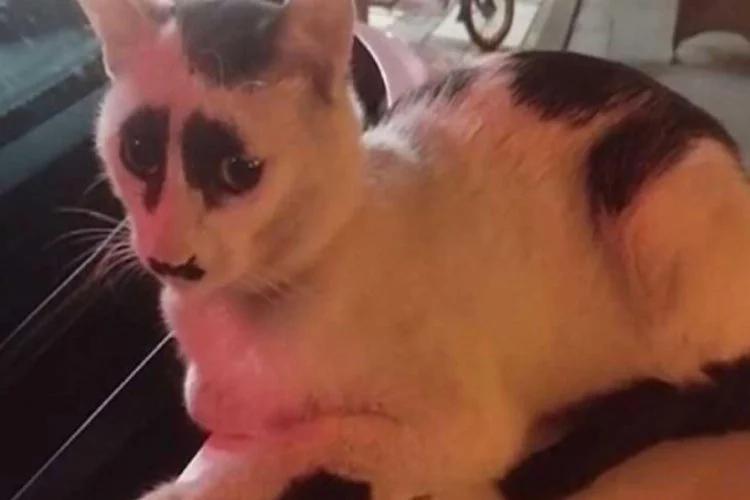 'Üzgün kedi', sosyal medyada ilgi odağı oldu