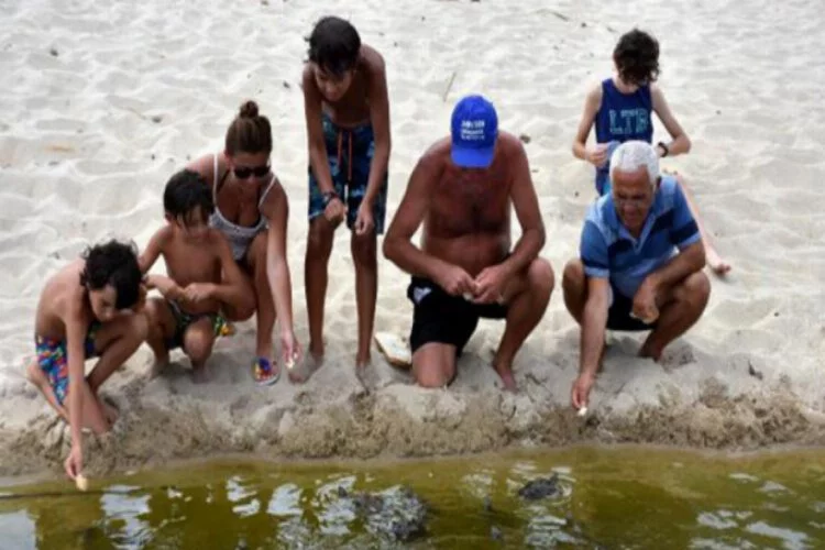 Tatilciler kaplumbağaları elleriyle besledi