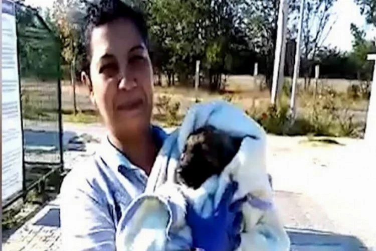 Zifte bulanan yavru köpeği kurtarıp, bakımını yaptılar
