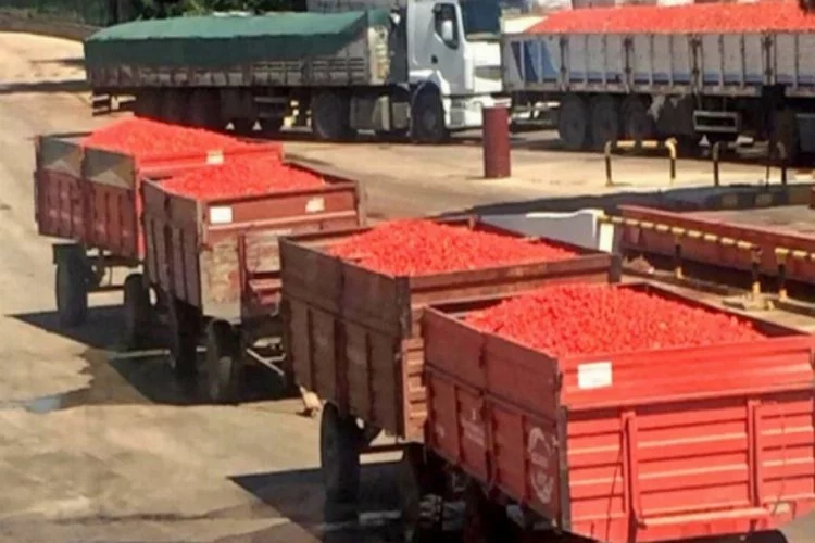 Bursa'da domates mağduru çiftçinin yüzünü güldüren haber!