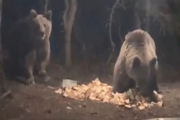 Bursa'da aç kalan ayılar kamp alanına indi!