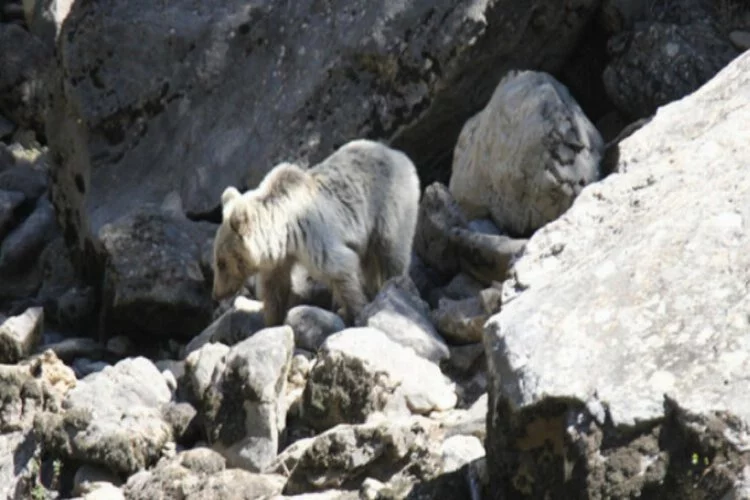 Yavru ayılar, Pülümür Çayı'nda beslenirken görüntülendi