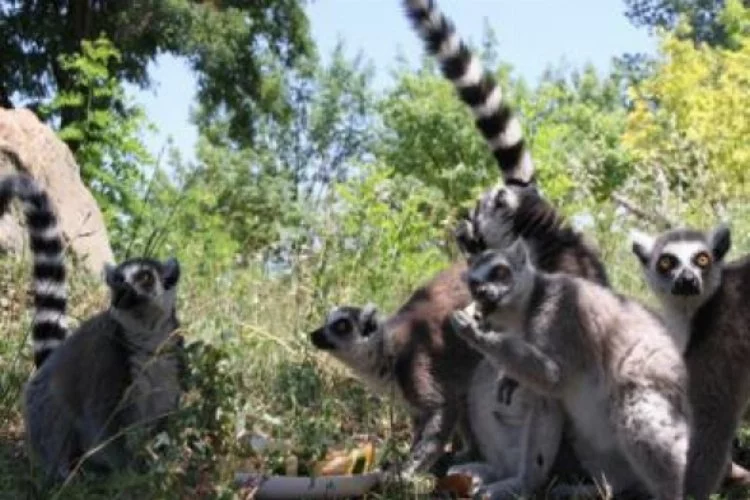 Lemurların Bursa Zoo Park'taki adacık keyfi