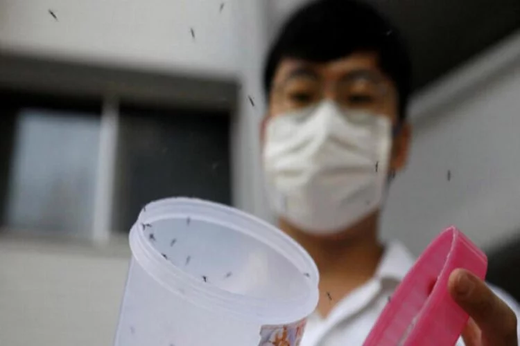 Singapur 'dang humması' ile savaşıyor