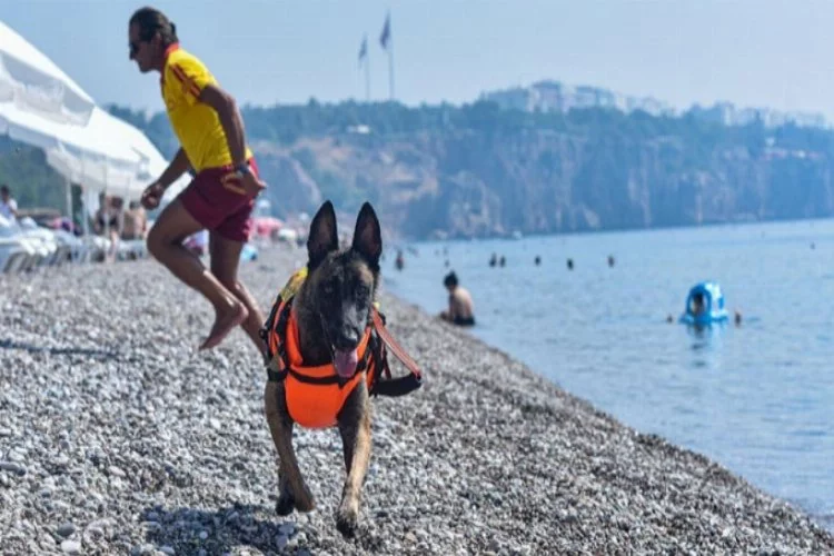 Türkiye'nin ilk cankurtaran köpeği göreve başladı