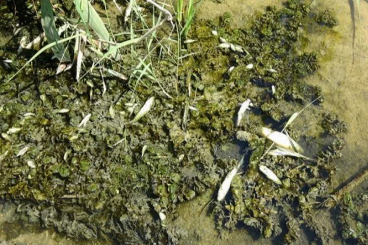Kırklareli'nde kuruyan derede balık ölümleri yaşanıyor