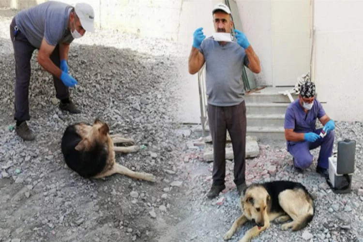 Hakkari'de zehirlenen köpekler tedavi altına alındı