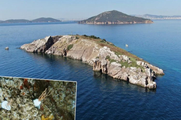 Marmara Denizi ekosistemine gırgır tehlikesi