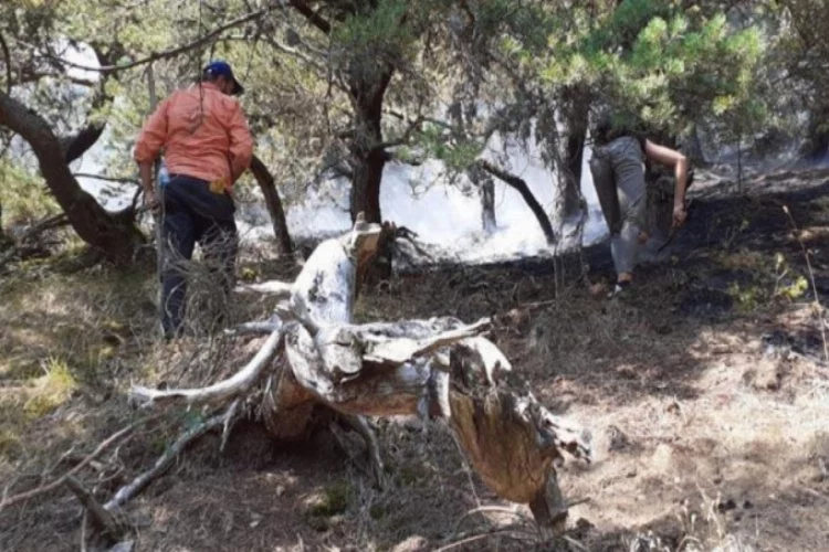 Orman yangınıyla ilgili 2 çoban gözaltına alındı!