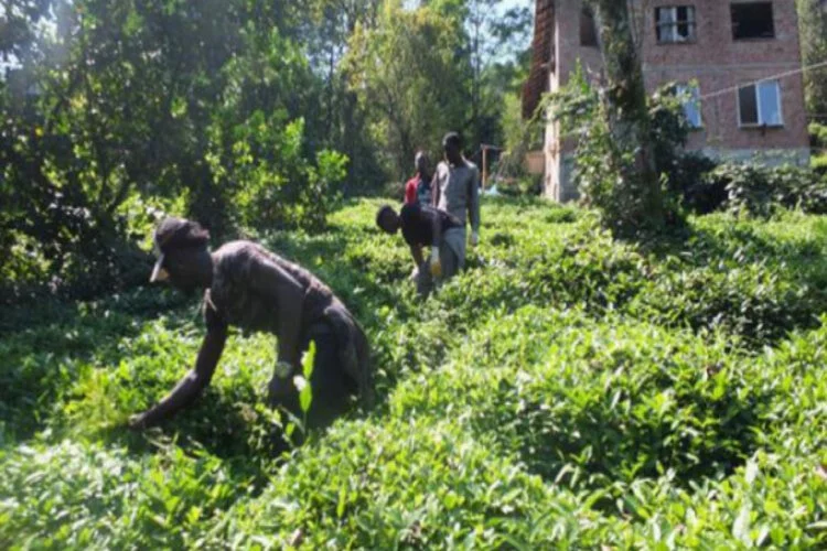 Afrikalı işçilerden 3'üncü çay sürgününe hazırlık