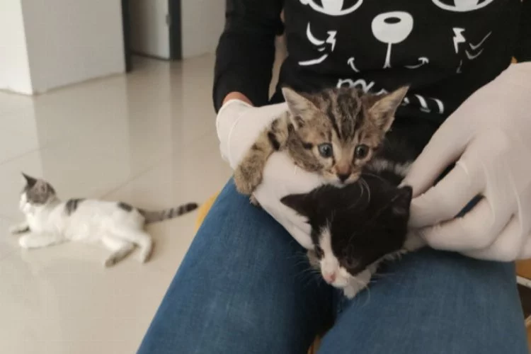 Bursa'da yavru kedileri veteriner kliniğinin önüne bıraktılar