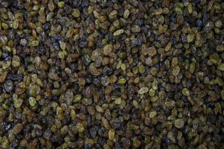 TMO, Manisa'da kuru üzüm alımına başladı