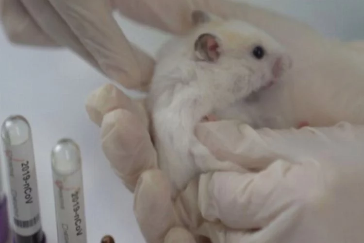 Koronavirüs aşı deneyleri farelerde işe yaradı