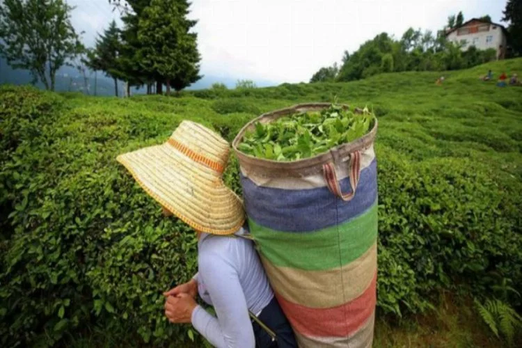 ÇAYKUR'dan 3. sürgünde 50 bin ton yaş çay alımı