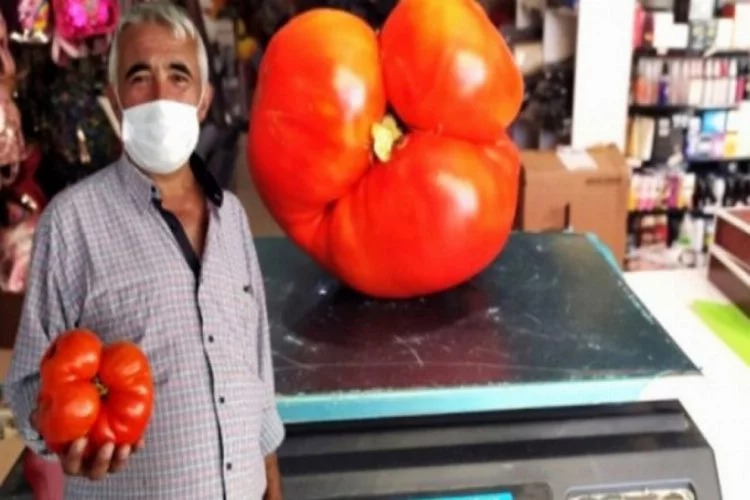 Kütahyalı çiftçi yetiştirdi: 1,5 kilogram ağırlığında domates