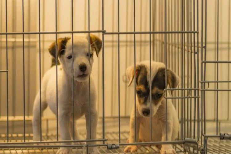 Beşiktaş Belediyesi, evcil hayvan ticaretini yasaklıyor