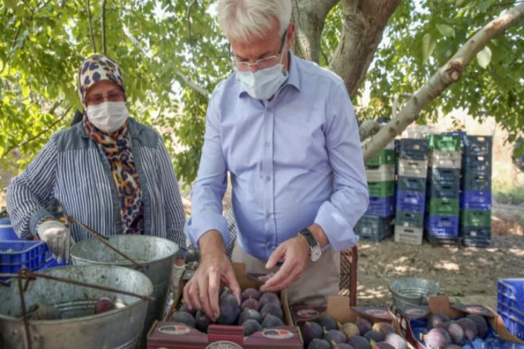 Bursa'dan Başkan Erdem incir hasadına katıldı