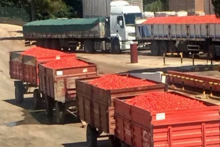 Bursa'da domates üreticisi kan ağlıyor