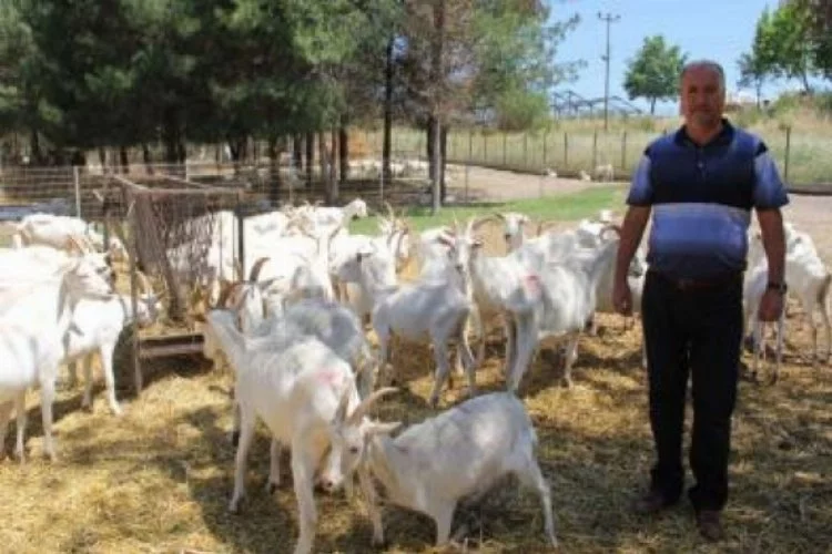 Bursa'daki bu keçiler yok satıyor