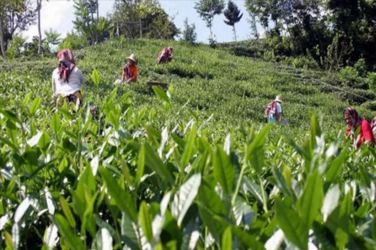 103 ülkeye 10,8 milyon dolarlık çay ihraç ettik