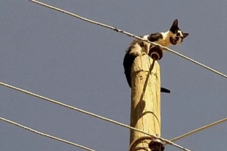 Elektrik direğinde mahsur kalan kedi kurtarıldı