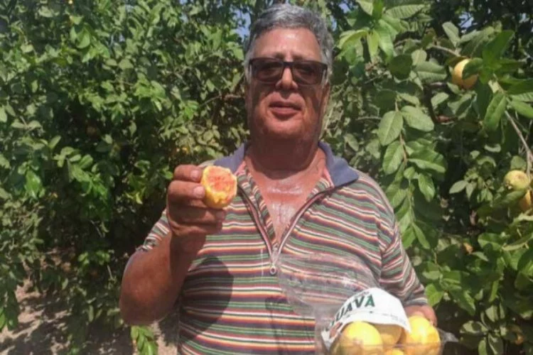 Hediye fidanla başladığı Guava üretimini 1500 ağaçla sürdürüyor
