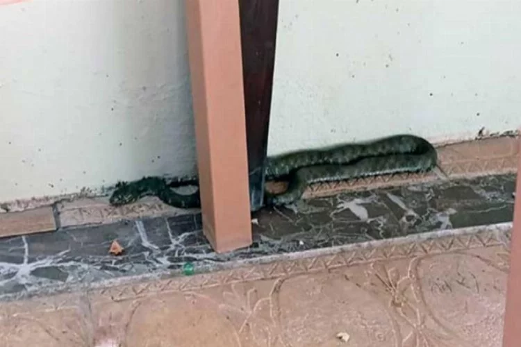 Turizm kentinin merkezinde 2 metrelik engerek yılanı