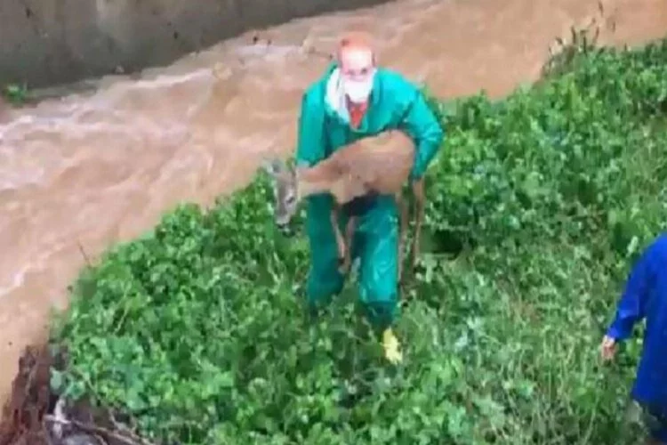 Su kanalına düşen geyik böyle kurtarıldı