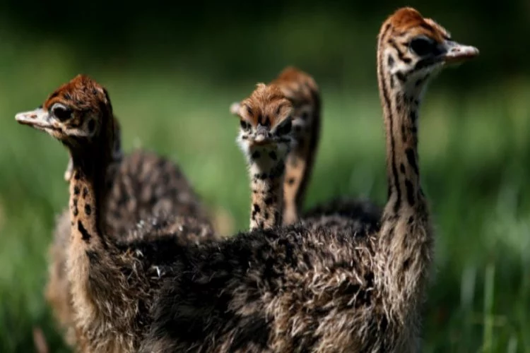 Bursa Hayvanat Bahçesi'nde devekuşu yavrusu sevinci yaşanıyor