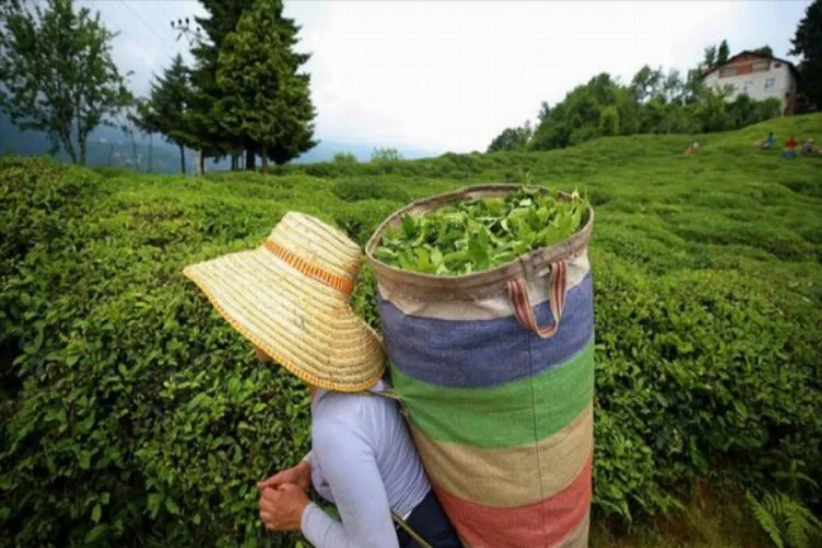 Türkiye 8 ayda 10,77 milyon dolarlık çay ihraç etti