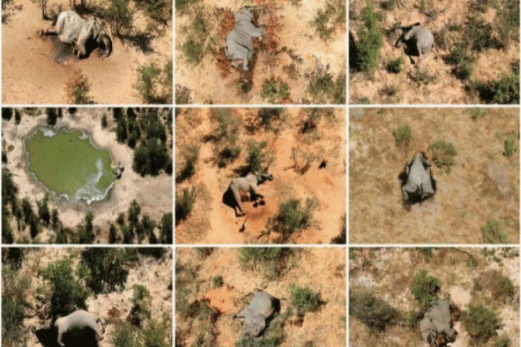 330 fil hayatını kaybetmişti: Nedeni belli oldu
