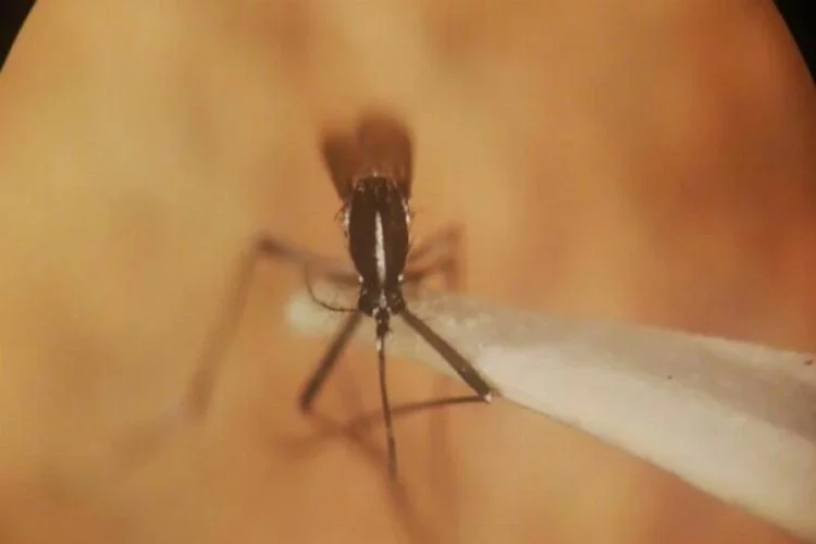 İstanbul'da 'Asya Kaplan Sivrisineği' paniği!